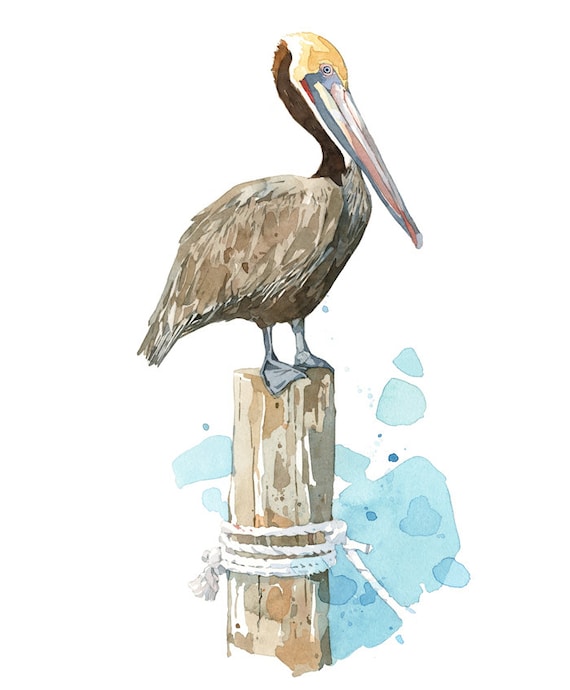 Pelican Watercolor Art Print nautical bird painting coastal