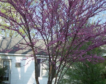 2 Redbud Trees(Cercis Candensis)4" container