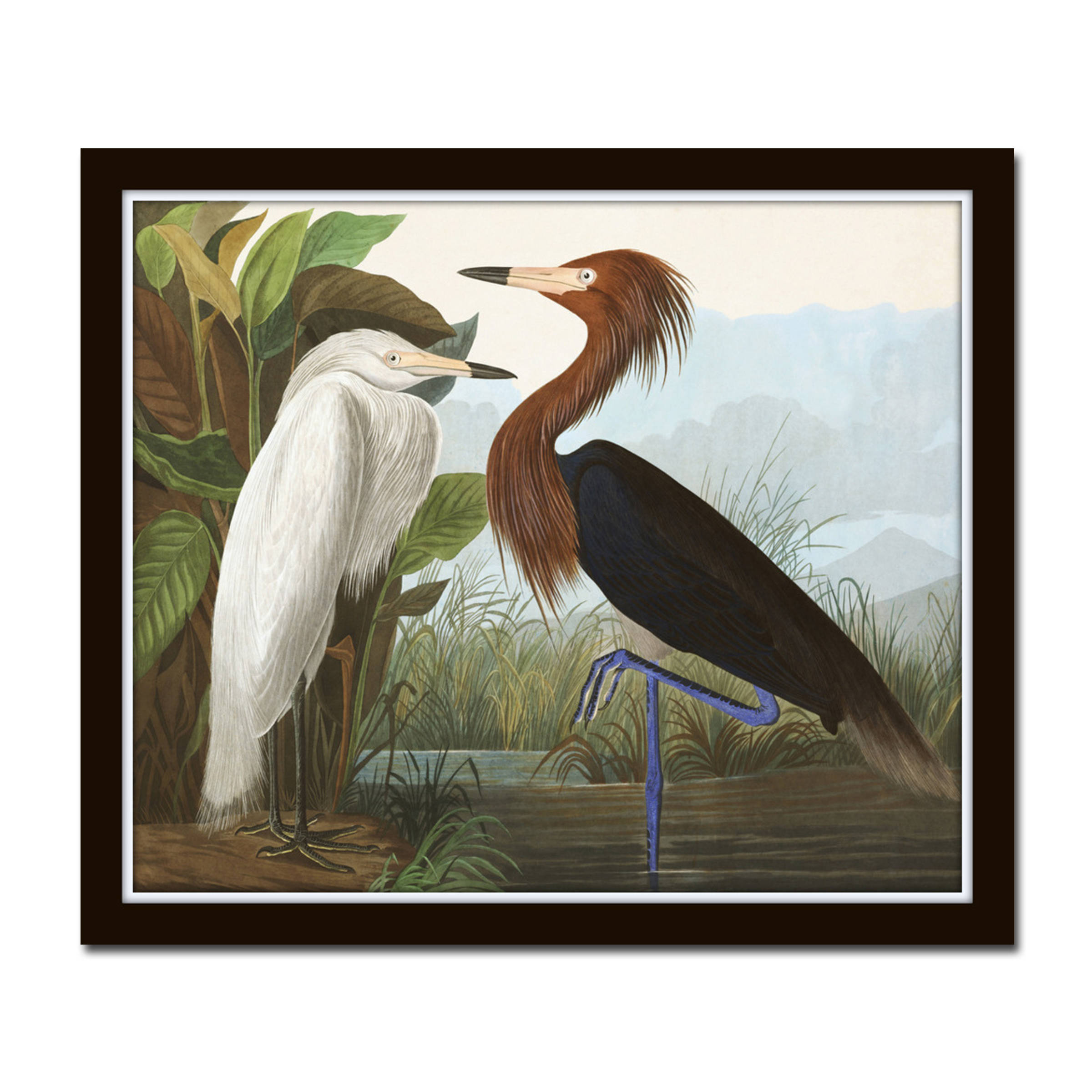 Audubon Print Purple Heron Giclee Wall Art Art Print Home