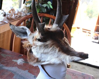 Real pronghorn antelope headdress with ears and antlers pagan totem ritual Beltane Wicca crown