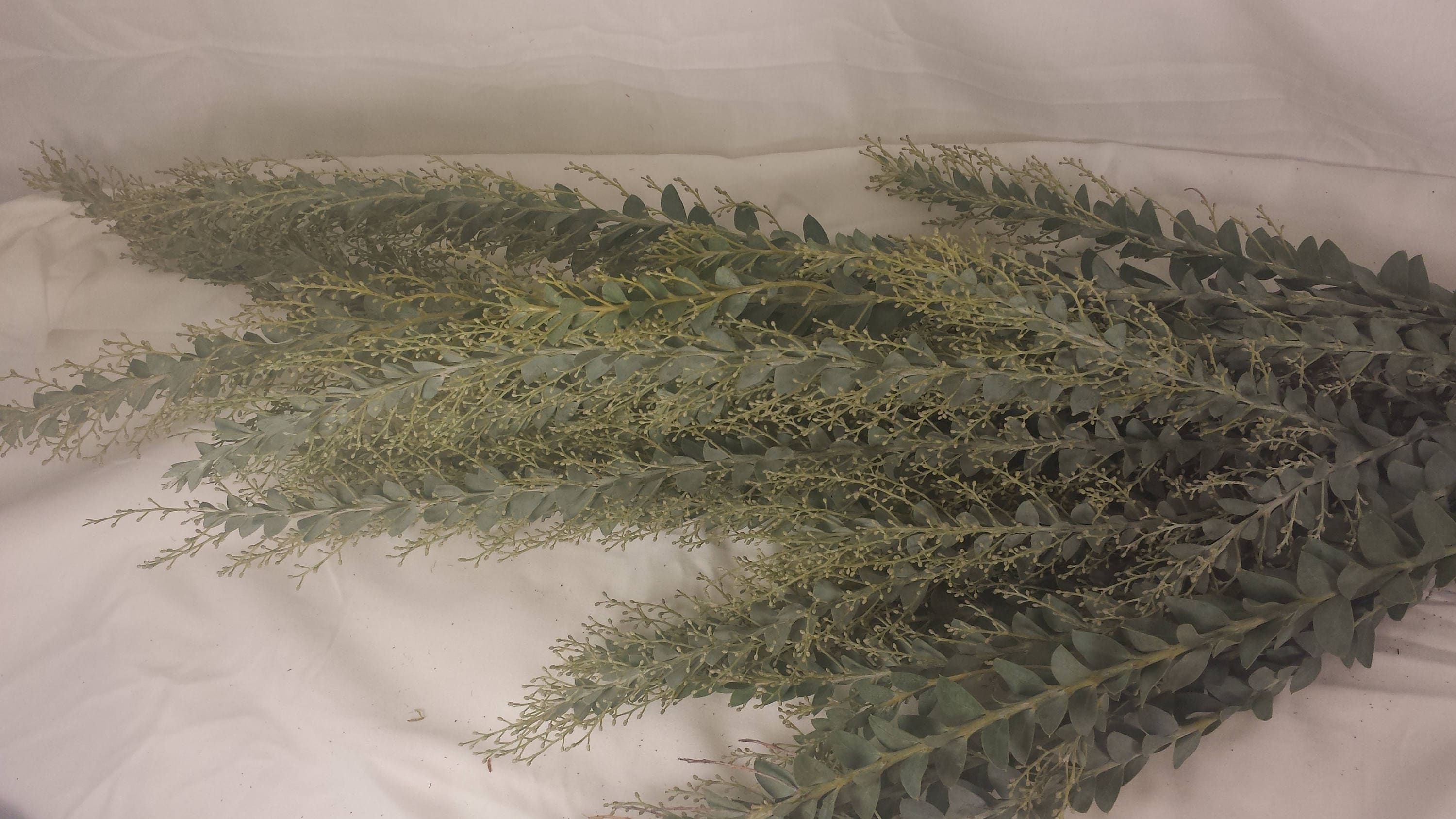 fresh Greenery Knife Blade Acacia Fresh to dry