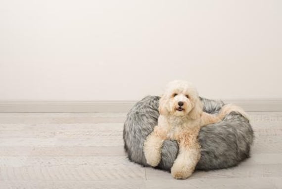 Organic Dog Bed, The Giro by SashandMe. Dog, Dogs, Dog bed, dog beds, dog bedding, dog basket, dog house, dog gift, pet bed, dog lover gift