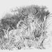 Lioness with two cubs Lithographs of original pencil