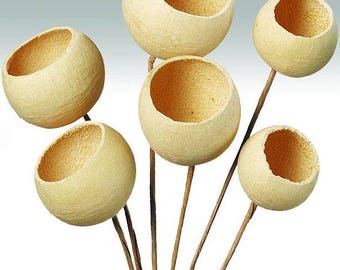 Bleached Bell Cups - Stemmed | Bell Cups | Stemmed Pods | Dried Decor