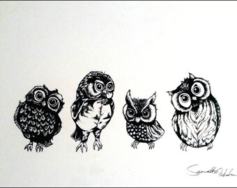 Owlet of curiosity