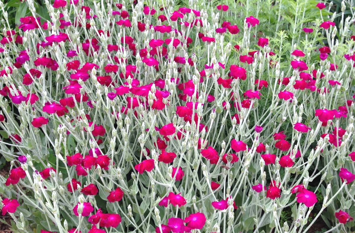 rose-campion-seeds-lychnis-coronaria-heirloom-seeds-cottage