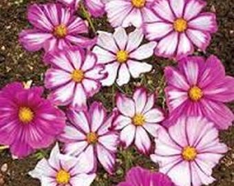 Cosmos- Candy Striped- 100 Seeds