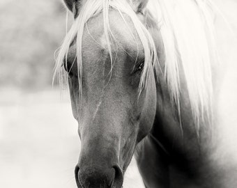 Horse Photography Sepia Horse Art