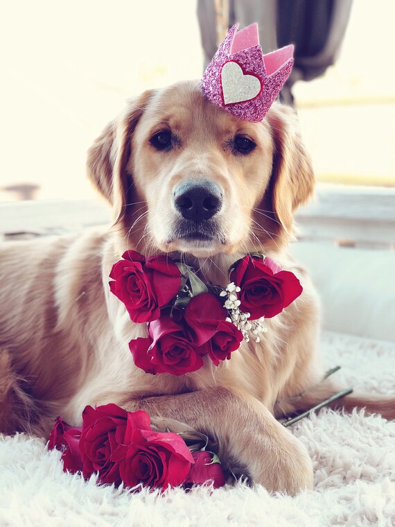 Dog Hat || February Birthday || Dog Birthday || Birthday Crown Glitter Red || Pet Portrait