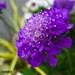 25+ Dark Purple Pincushion Scabiosa / Perennial Flower Seeds