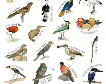 Illustrated Alphabet of Birds