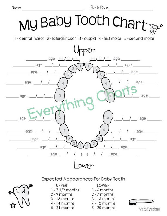 Baby Tooth Chart PDF/Printable blank dog diagram 