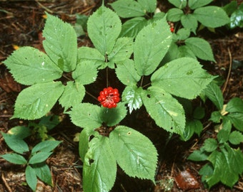 Wild American Ginseng Tincture 1 oz