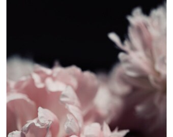 Nature Photograph - Peony Photograph - Flower Photograph - Spring - Perennial - Fine Art Photograph - Alicia Bock - Floral Art - Custom
