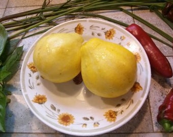 Squash Plant, Lemon Squash Bug Resistant Organic Summer