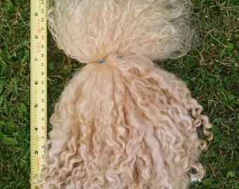 Teeswater Locks Undyed 8 - 10 inch, unwashed - 100g (3.5oz)