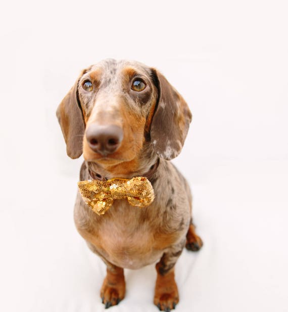Dog Bow Tie || Cat Neck Tie || Bowtie for Kitty || Pet Bow Tie || Cat Costume