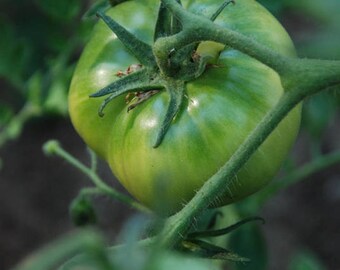 Tomato 'Goose Creek' - Heirloom Tomato Seeds
