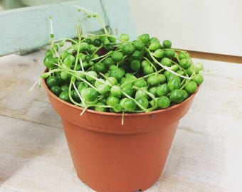 String of Pearls Plant 4"