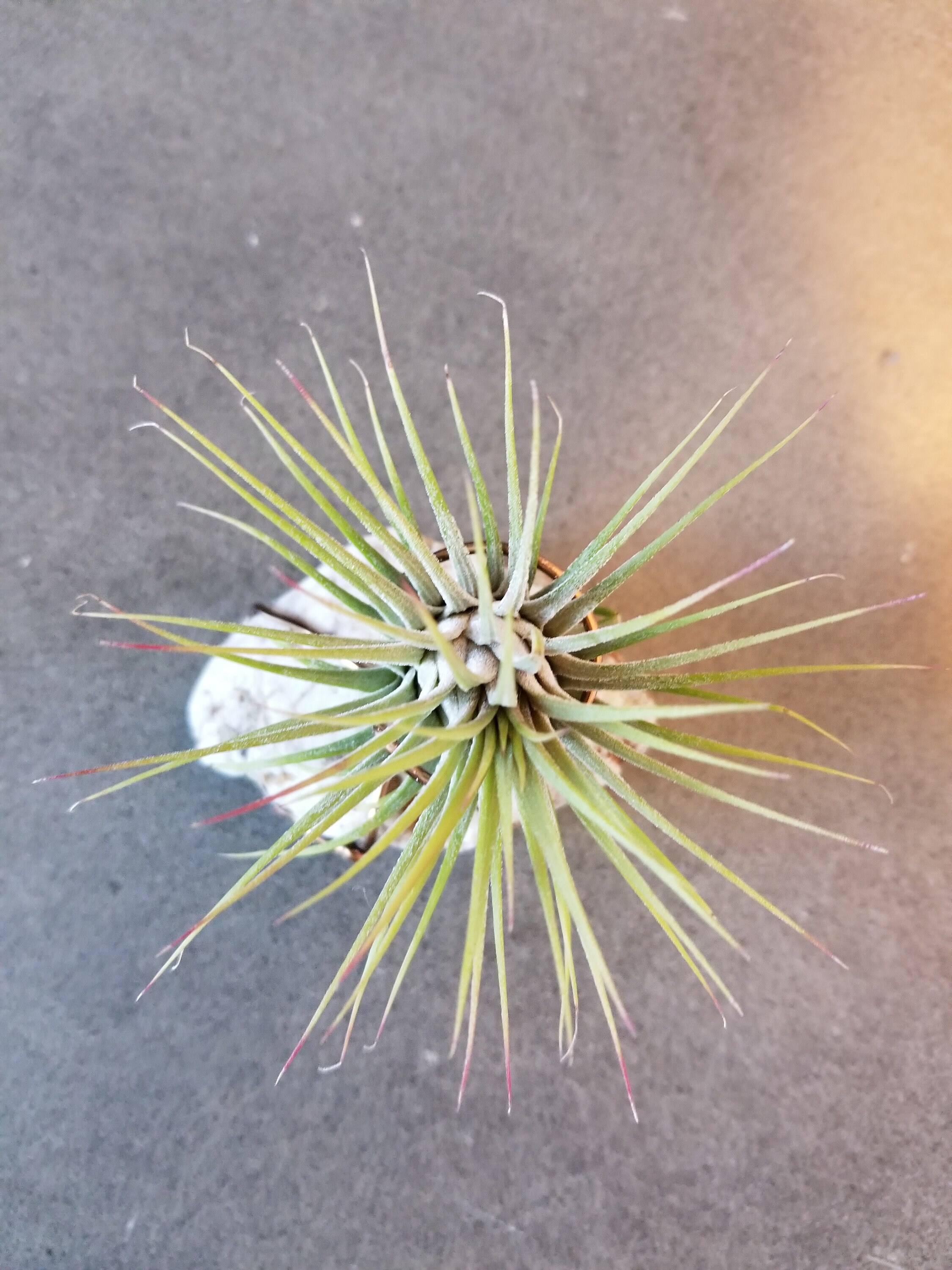 Ionantha Guatemala Air Plant Display Sold By Groundandayr Ionantha Guatemala Air Plant Display Sold By Groundandayr