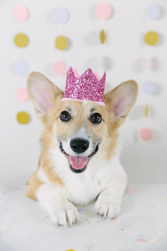 Pet Birthday Crown || Animal Party Prop || Birthday Party Photo Prop || Dog Cat Pig Birthday Party Hat Crown