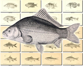 FISHES-42-bw Collection of 157 vintage images Common Carp Dace Crucian pictures High resolution digital download printable water animals