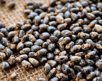 25 Castor Beans (Ricinus Communis) (BITCOIN ACCEPTED HERE)