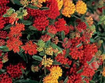 Asclepias tuberosa Gay Butterflies | Pleurisy Root| 10 Seeds