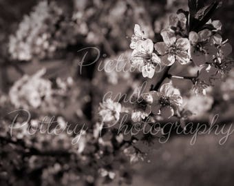 Black and White Spring Blooms Photography Print