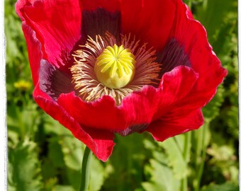 Papaver somniferum 'CHINA RED' 1000+ SEEDS