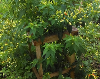 Hawaiian Chili Pepper