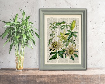 Passion Flowers Botanical print - Upcycled vintage image printed on a late 1800s Dictionary page Buy 3 get 1 FREE