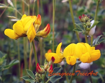 Yellow and red flowers, Canada, print
