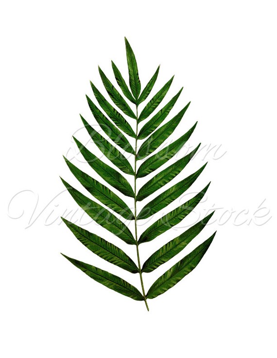Leaf Botanical Print Green Fern PNG Leaves Image Digital
