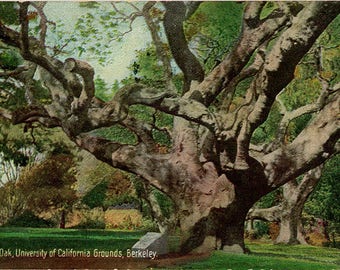 Berkeley University of California Le Conte Oak Tree Vintage Postcard 1927