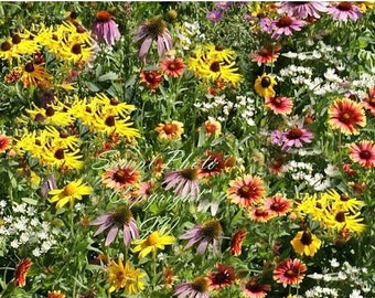 Serendipity's Midwestern Garden Wildflower Mix App 2500 seeds - Mix Lots of Color! Butterflies Love Cut Flowers Easy to Grow