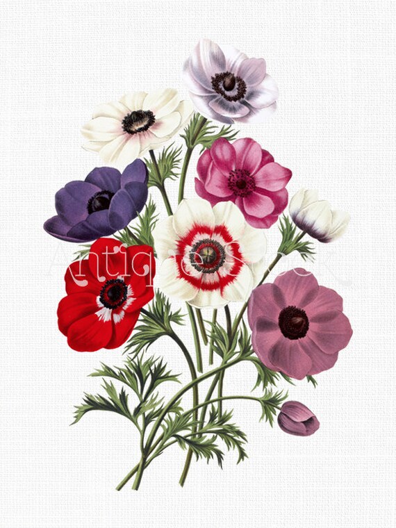 Download Flower Clip Art 'Poppy Anemones' Digital Download