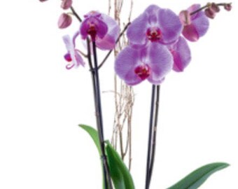 Orchid pot composition (Christmas)