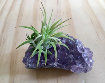 Air Plant Amethyst-Amethyst Cluster-Birthday Gift-Wedding Gift-Amethyst Crystal-Natural Rocks-Air Plant Terrarium-Housewarming Gift-Gifts
