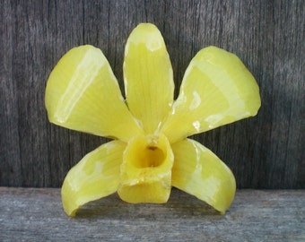 Free Shipping REAL Natural Spring Buttercup Yellow ORCHID in Poly Resin Pin and Pendant