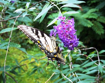 Tiger Swallowtail, Butterfly Bush, yellow butterfly, purple flower, home decor