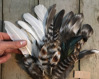 Lot. 804 Assorted Cruelty-Free Chicken and Turkey Feathers