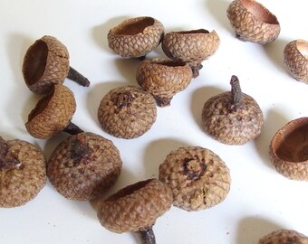 20 Medium Oak Acorn Caps Oak J14