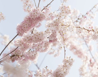 Spring Cherry Blossoms 3