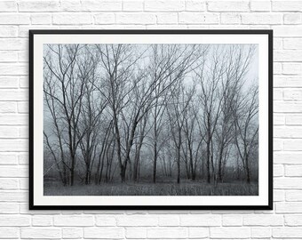 large forest art, large tree prints, large trees art, large blue art prints, large tree art prints, antique photo prints, vintage-look art