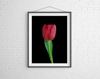 Fine Art Photography Print - Flower, Nature, Studio - Red Tulip
