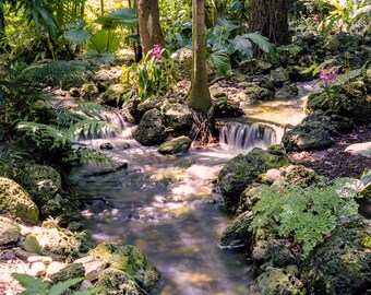 Tropical Rainforest