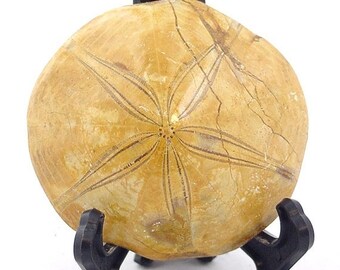 20% OFF Madagascar Sand Dollar Urchin Echinoid Fossil with stand 1986P