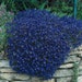 Rock Cress Aubrieta Cascading Blue * 35 Seeds Groundcover. Great for stone walls!... seeds galore