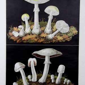 botanical pulldown canvas Death cap mushroom print poster chart wall hanging amazing german original jung koch quintell RRP 300 +